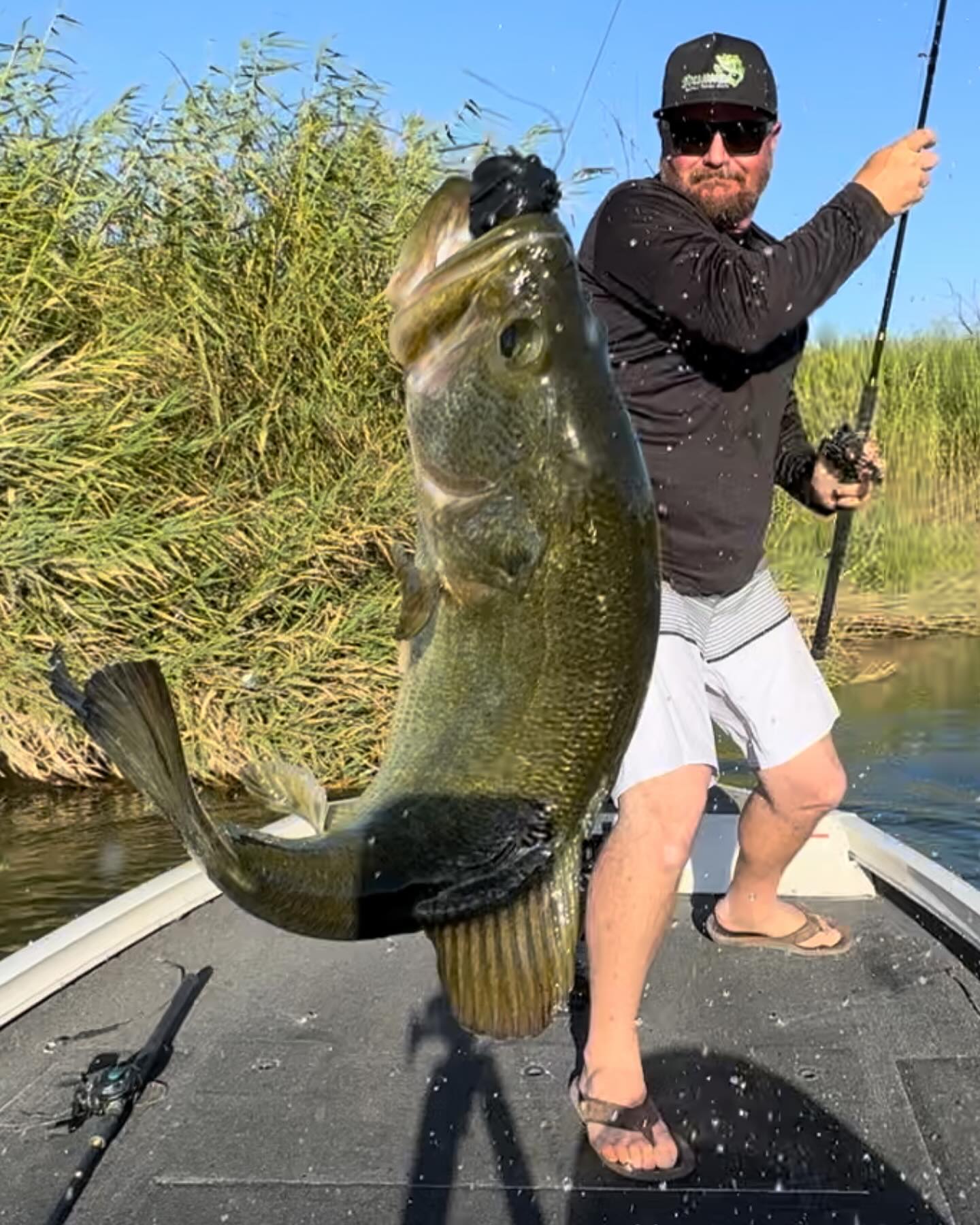 Billy Skinner lifting a big largemouth bass over the deck of his boat, reeds along the shoreline behind